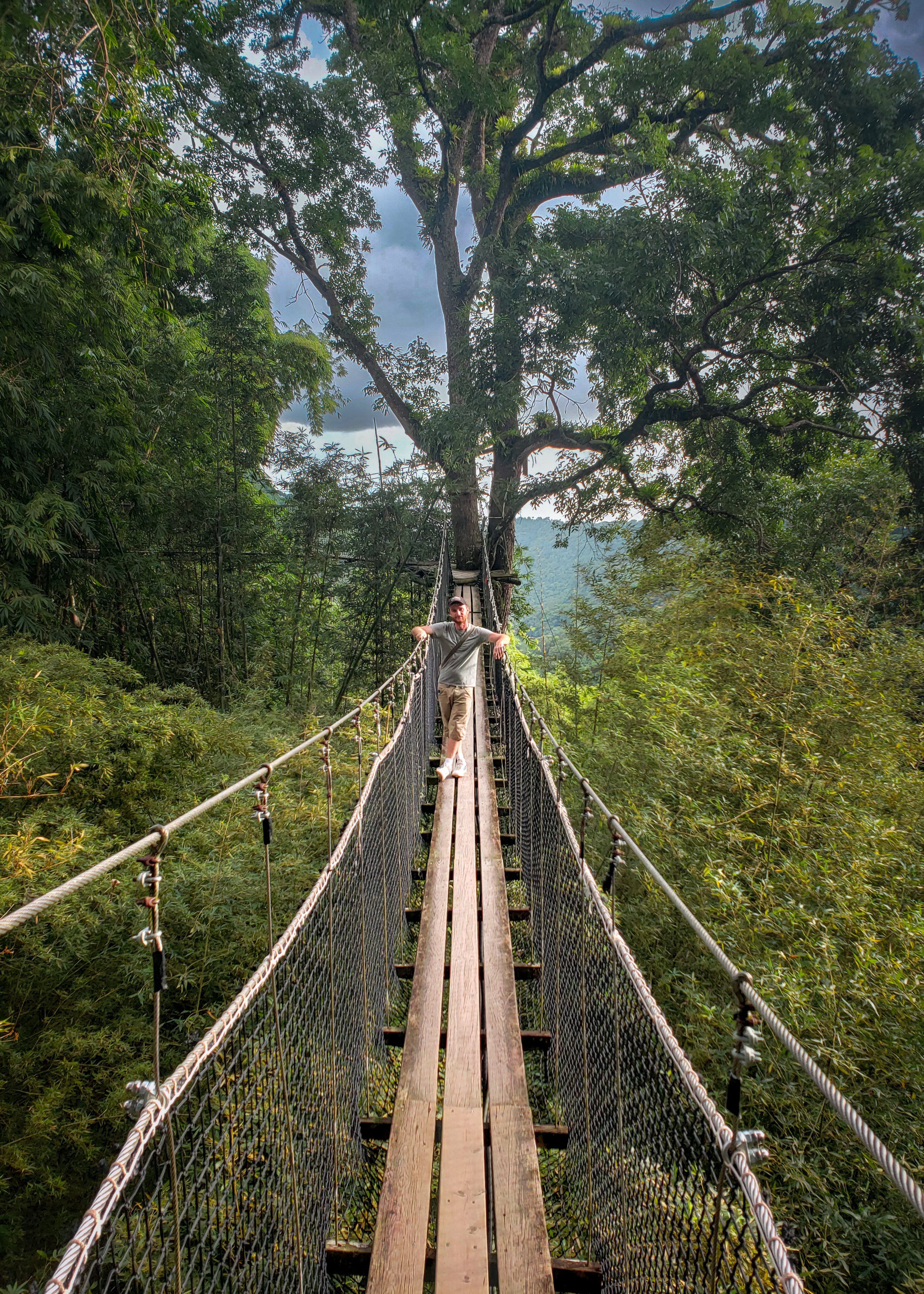 Petit pont dans les arbres